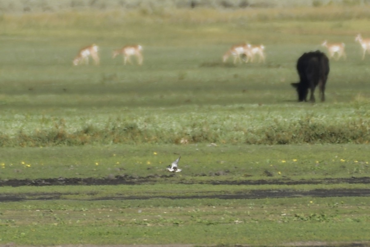 Black-bellied Plover - ML606996451