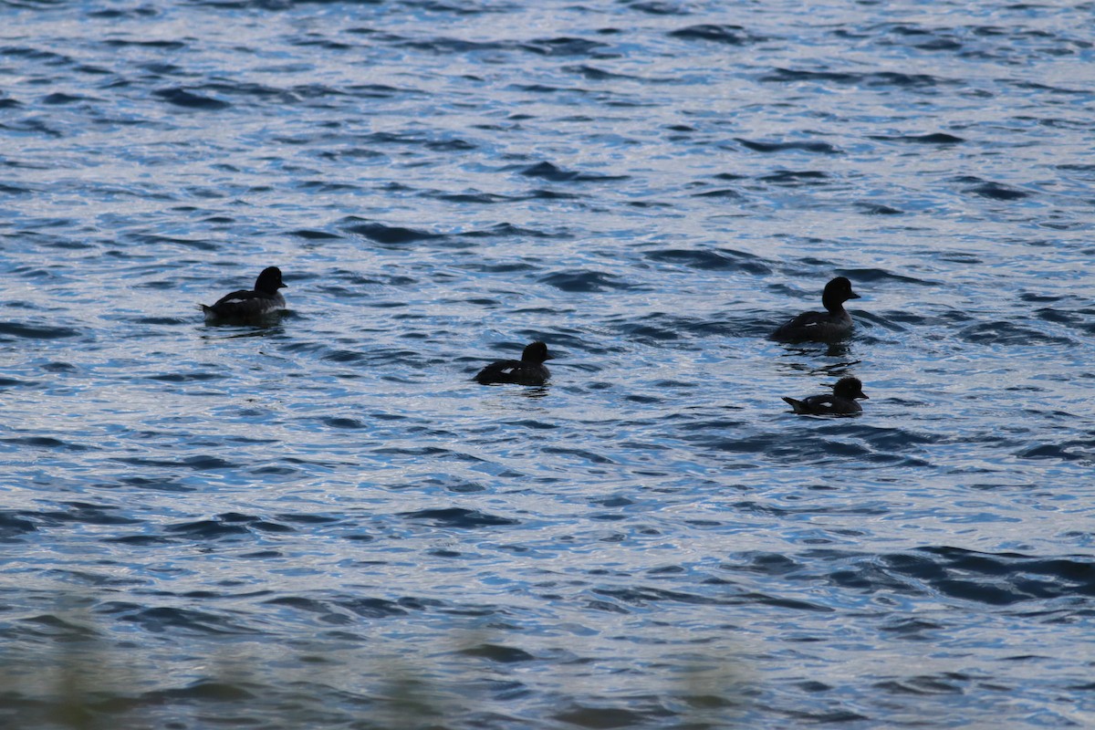 Barrow's Goldeneye - ML606996561