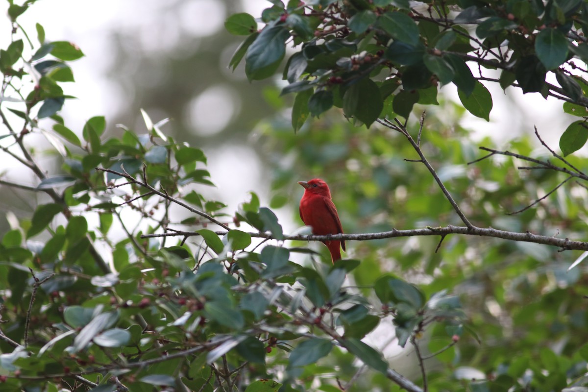Summer Tanager - ML606997381