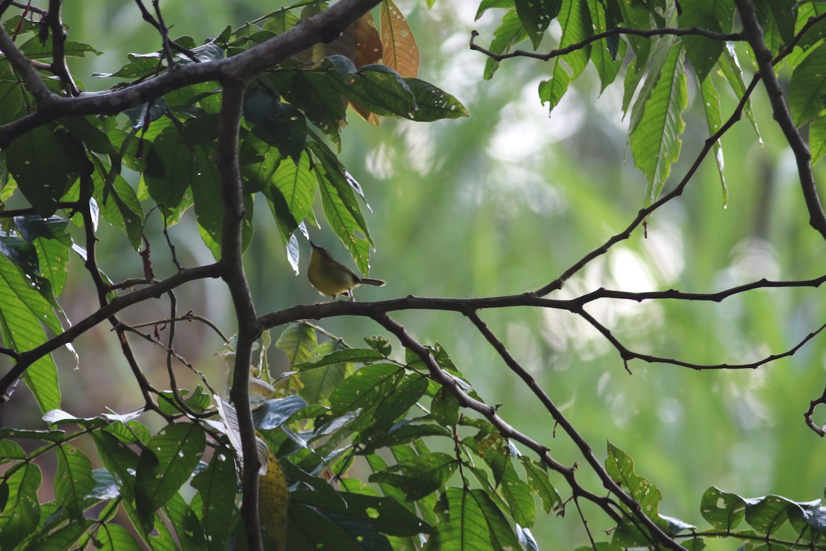 Chestnut-capped Warbler - ML606997491