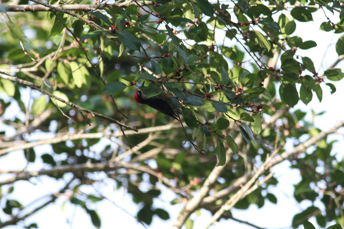 Black-cheeked Woodpecker - ML606997711