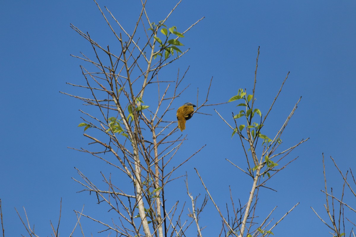 Black-headed Saltator - ML606997741