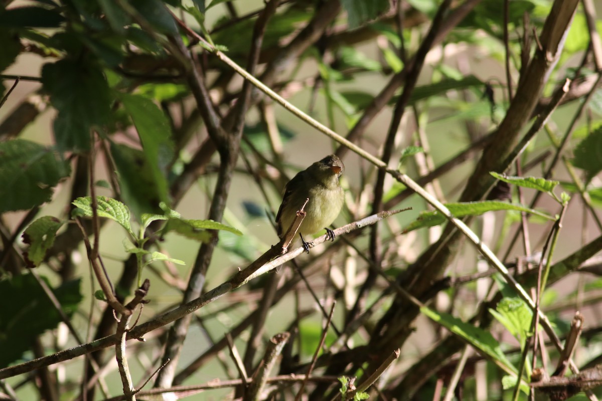 Yellow-bellied Flycatcher - ML606997911