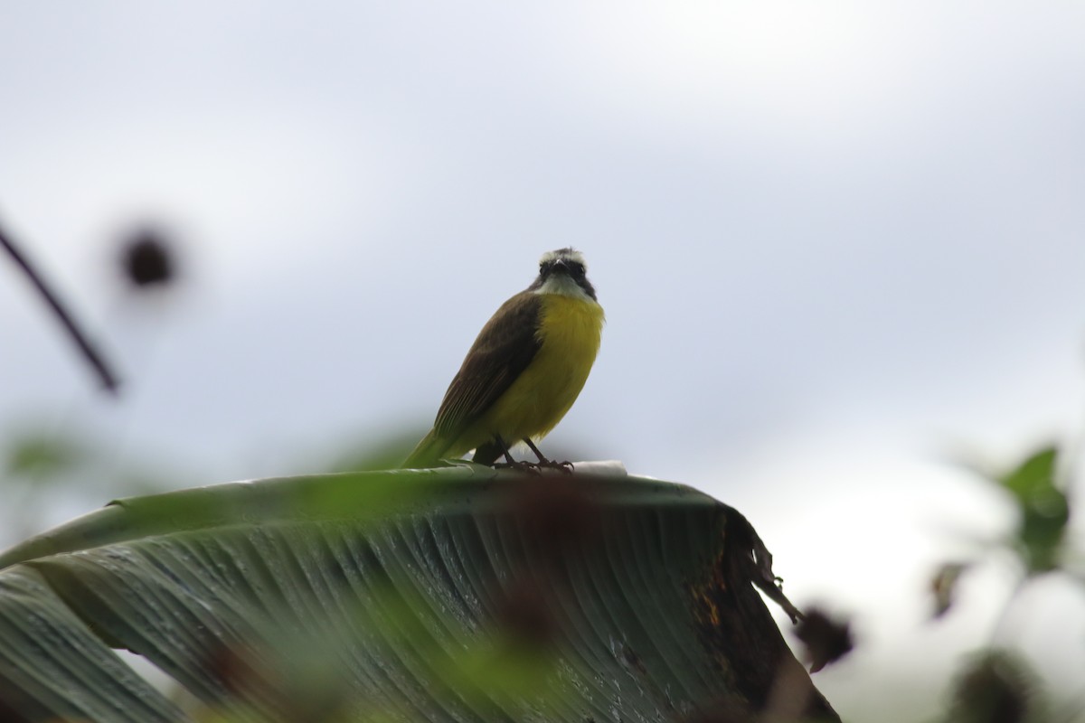 Social Flycatcher - ML606997941
