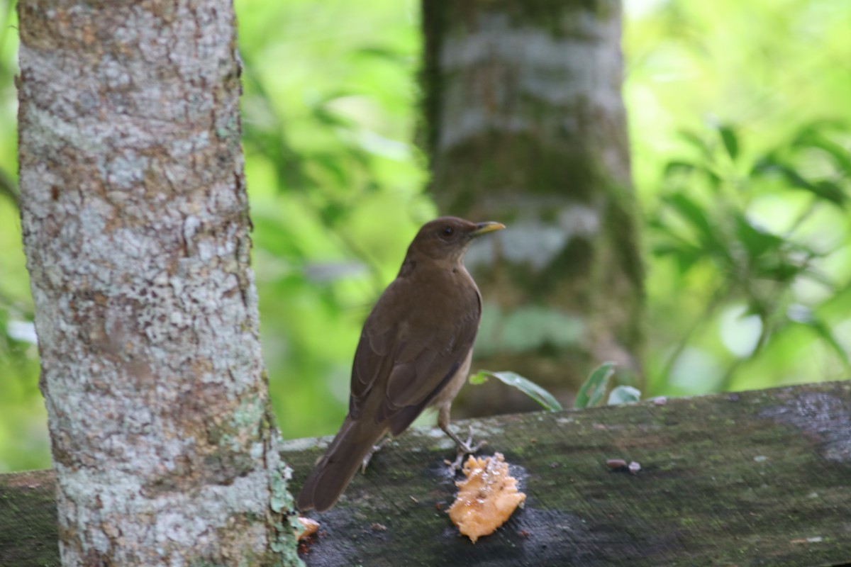 Clay-colored Thrush - ML606997971