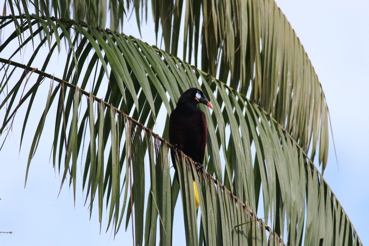 Montezuma Oropendola - ML606997991