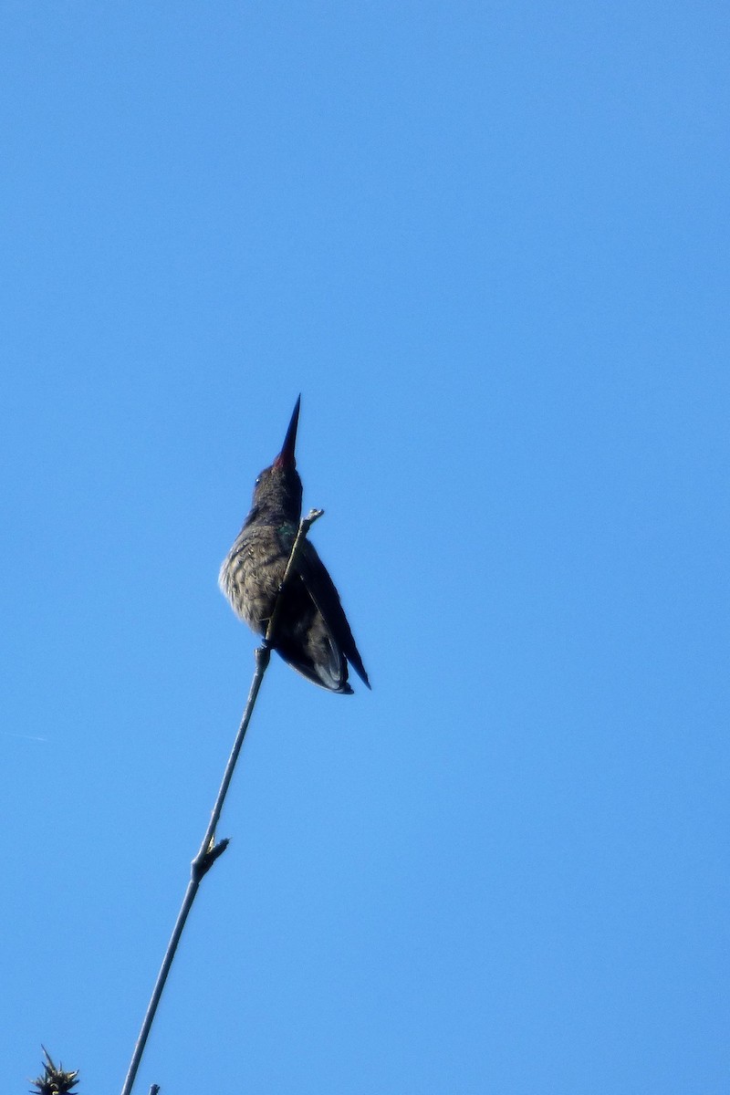 Violet-capped Woodnymph - ML606998031