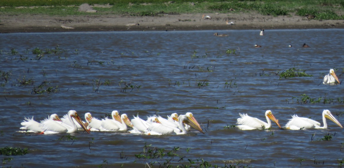 American White Pelican - Barb Thomascall