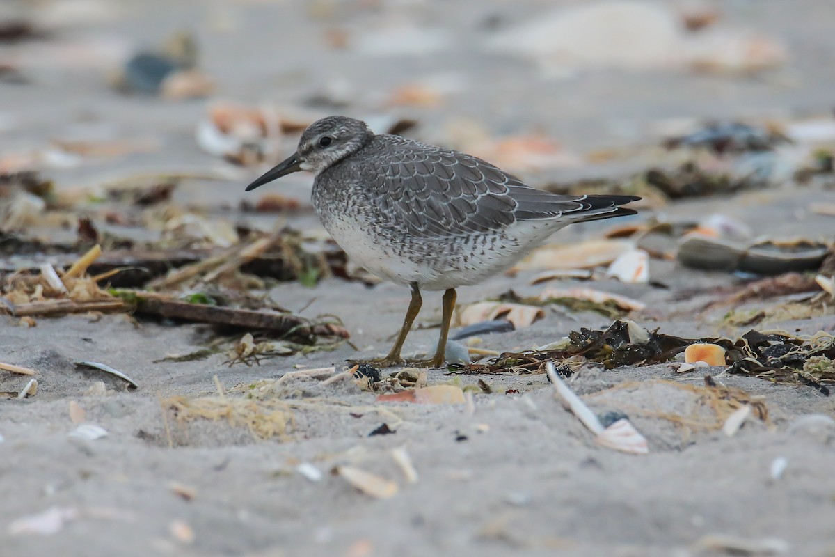 Red Knot - ML606998401