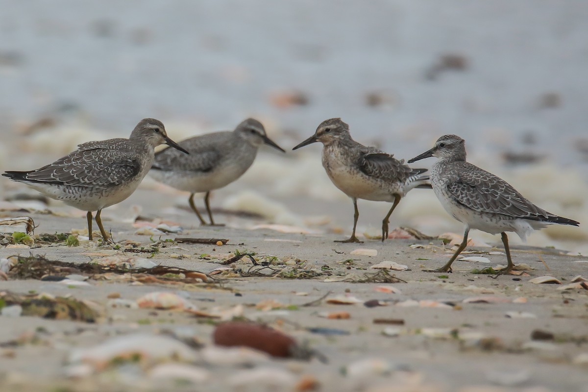 Red Knot - ML606998411