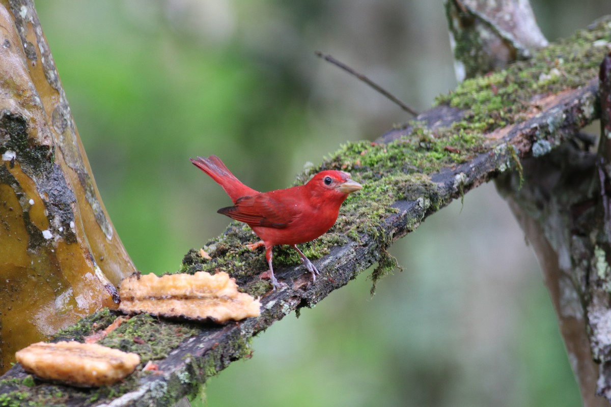 Summer Tanager - ML606998561