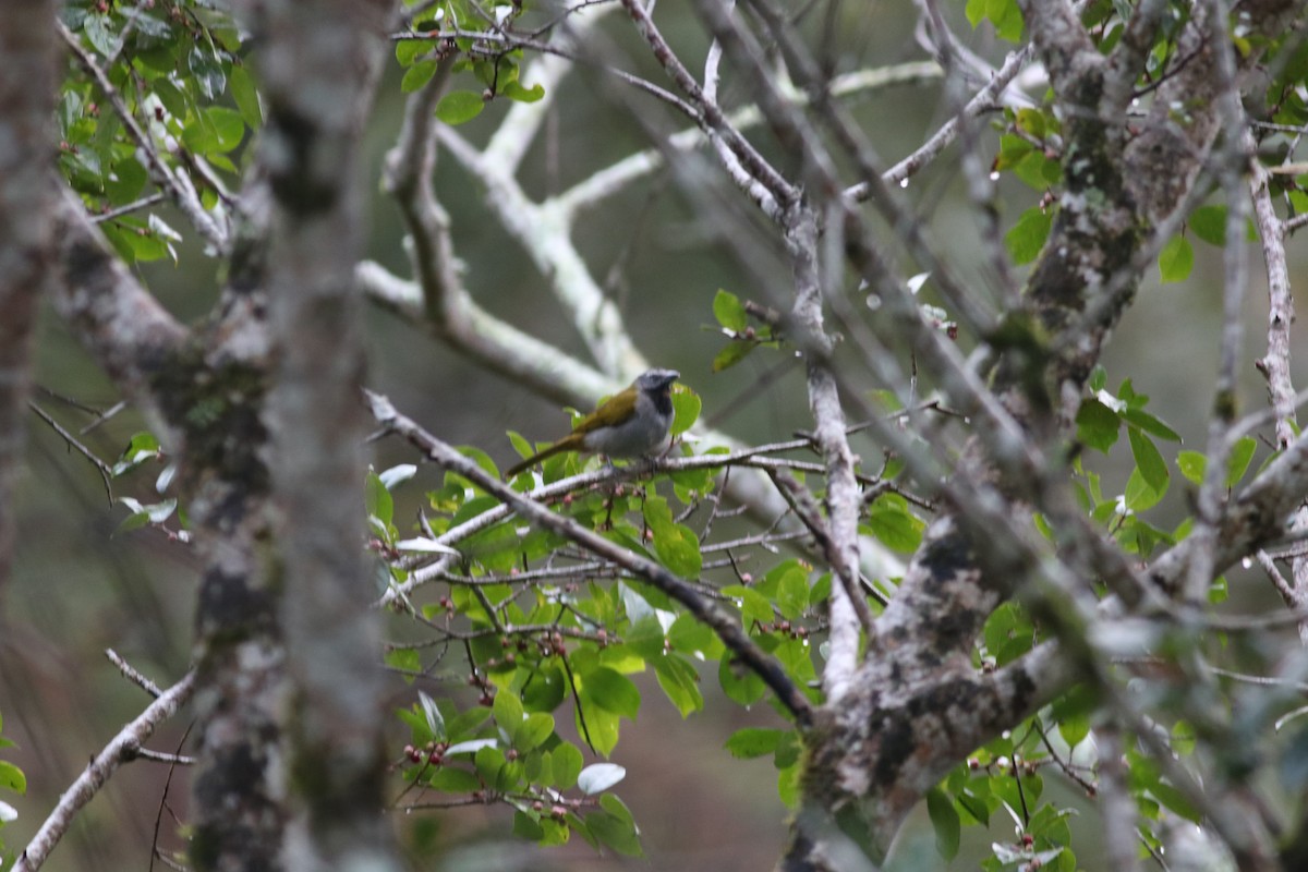 Buff-throated Saltator - ML606998841
