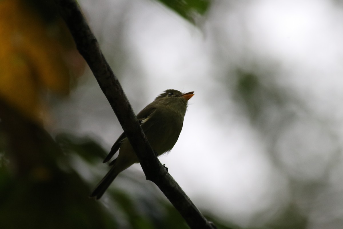 Yellow-bellied Flycatcher - ML606999361