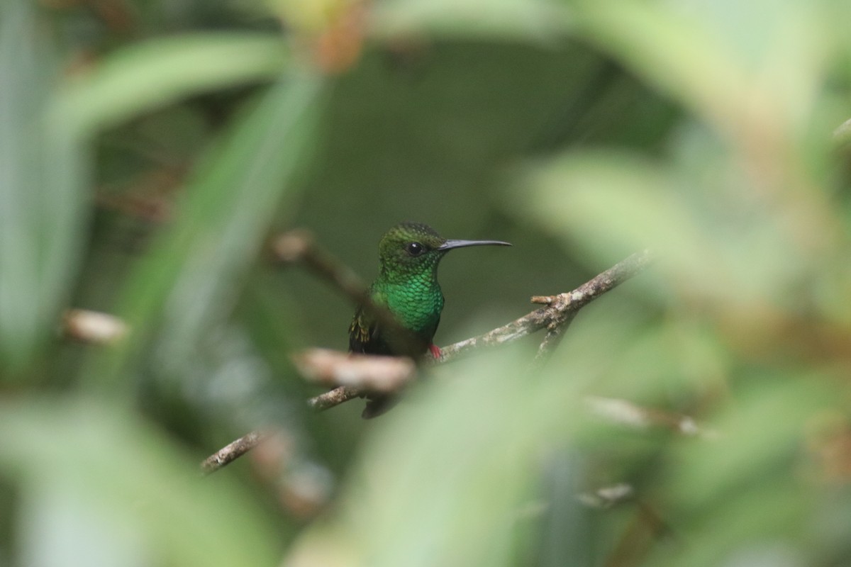 Bronze-tailed Plumeleteer - ML606999541