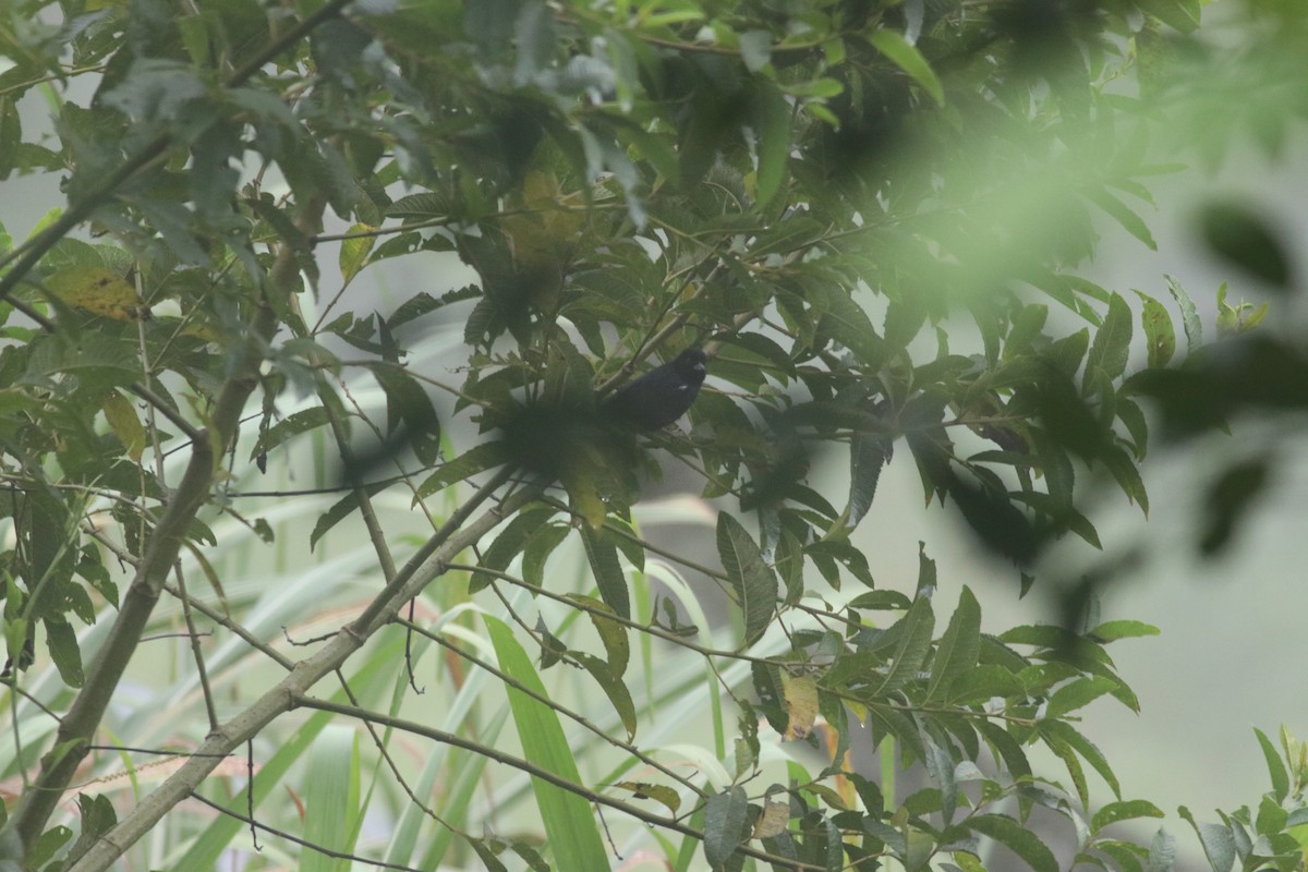 White-lined Tanager - ML606999651