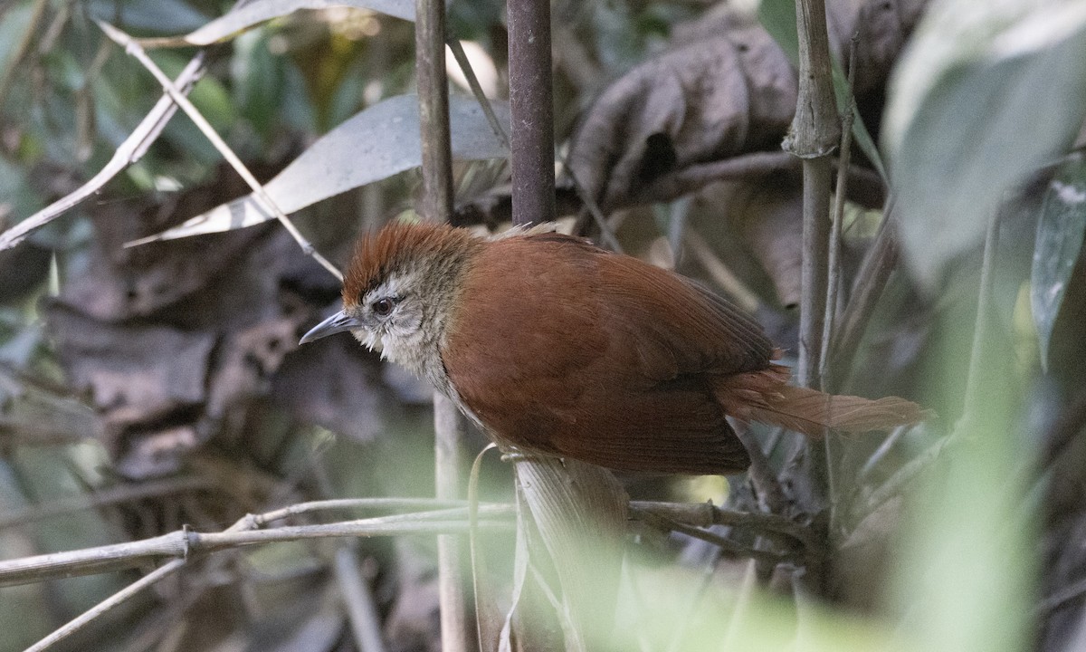 Marcapata Spinetail - ML606999701