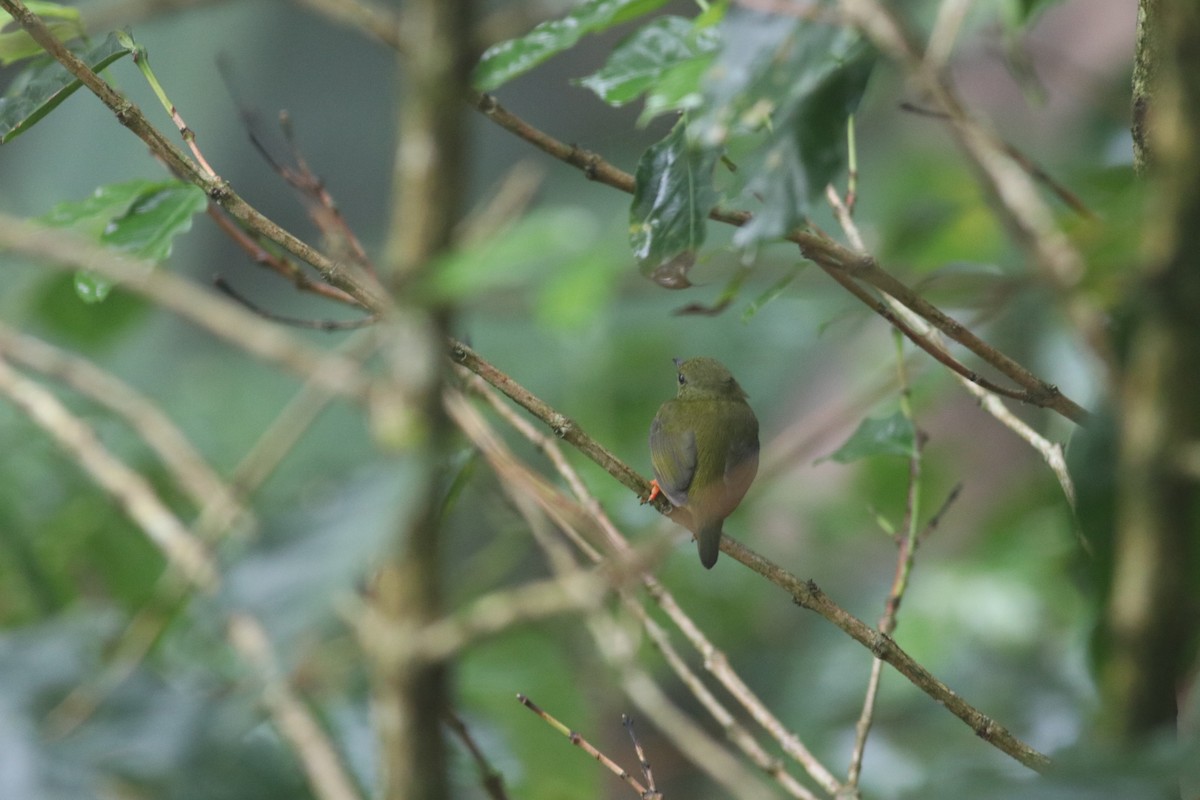 White-collared Manakin - ML606999841