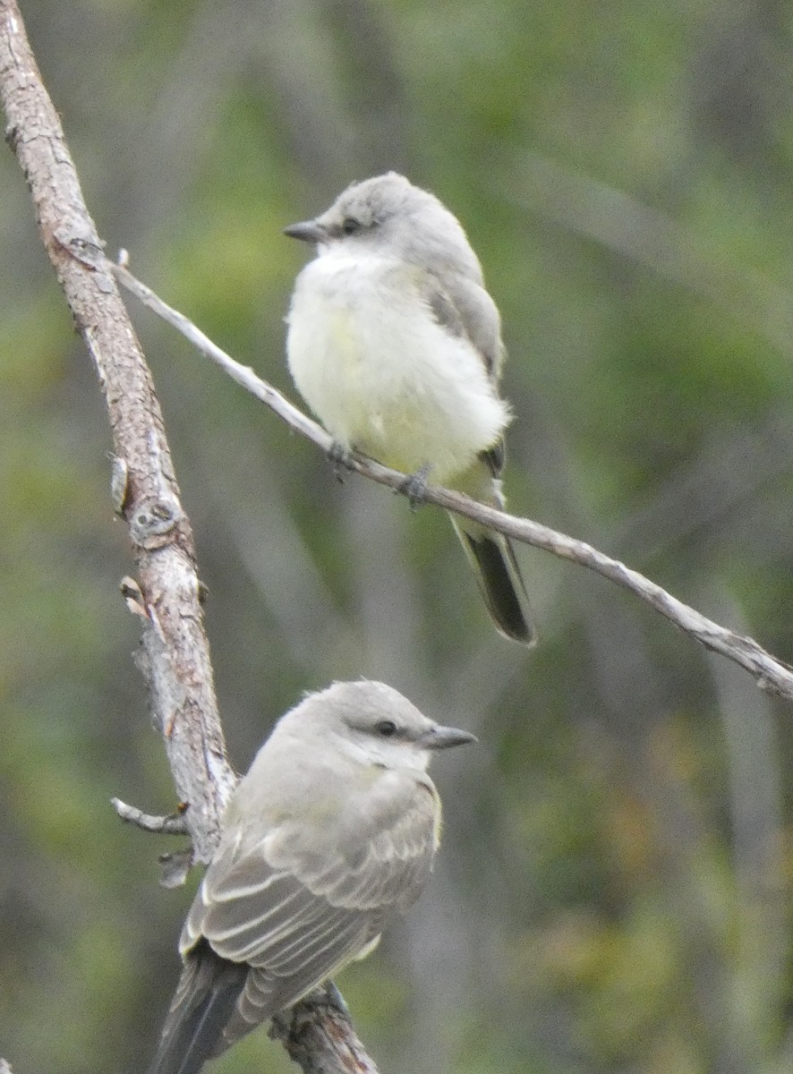 Western Kingbird - ML607000681