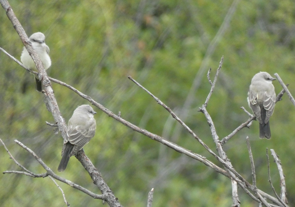 Western Kingbird - ML607000691