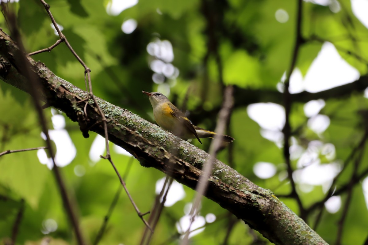 American Redstart - Lisa Bacon