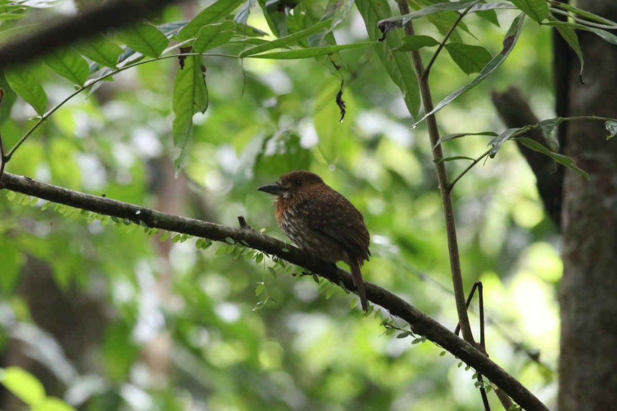 White-whiskered Puffbird - ML607002551