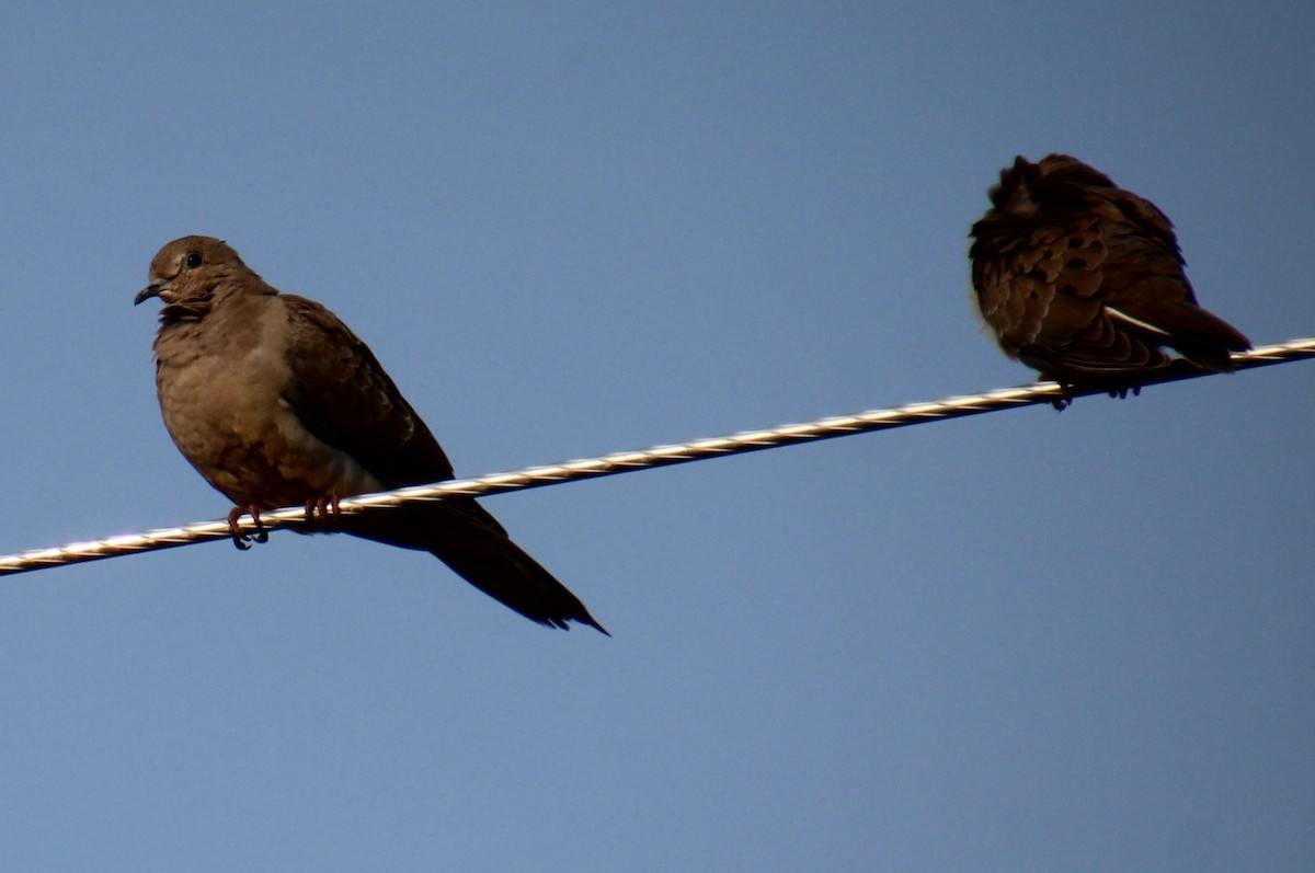 Mourning Dove - ML607003401