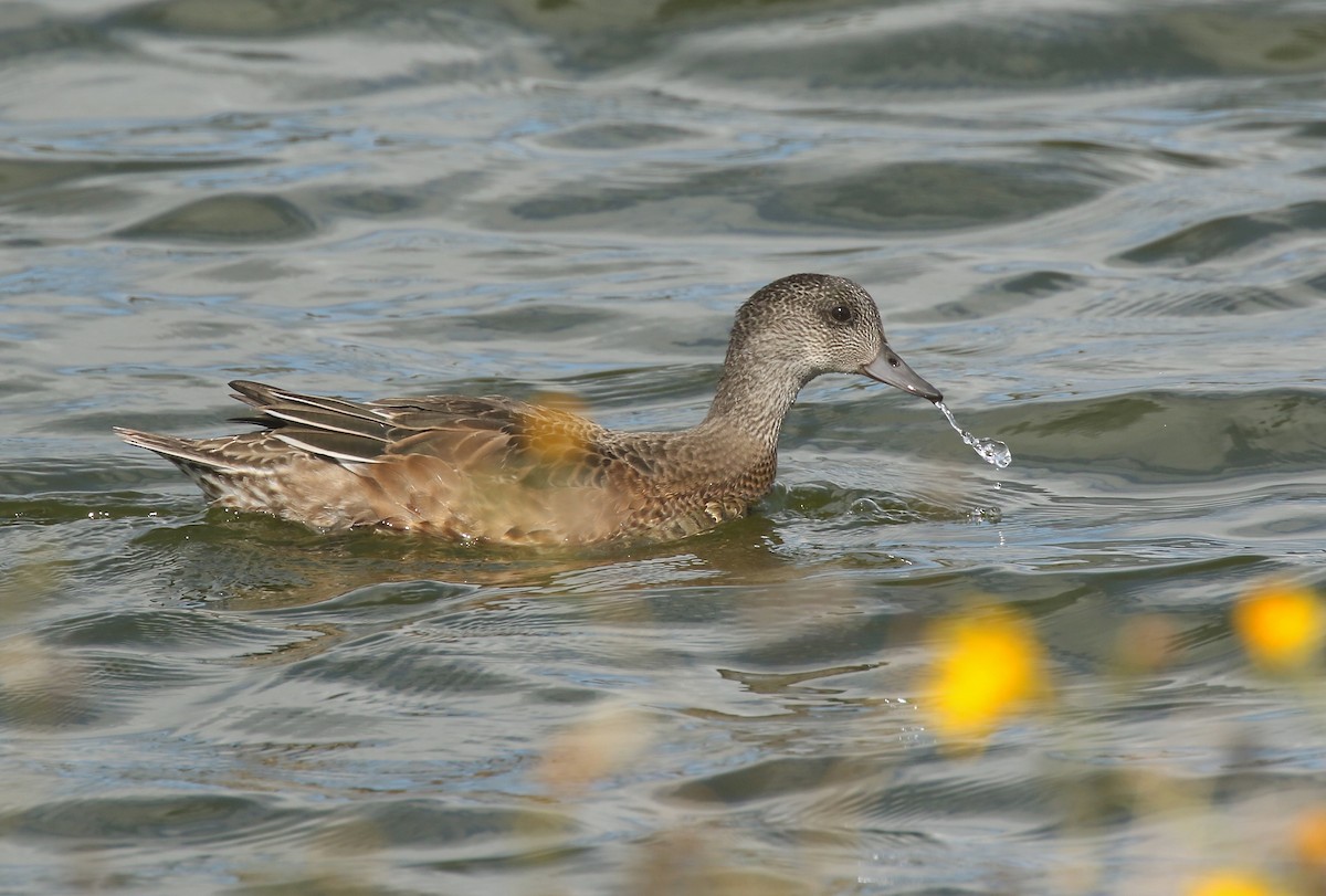 American Wigeon - ML607003561