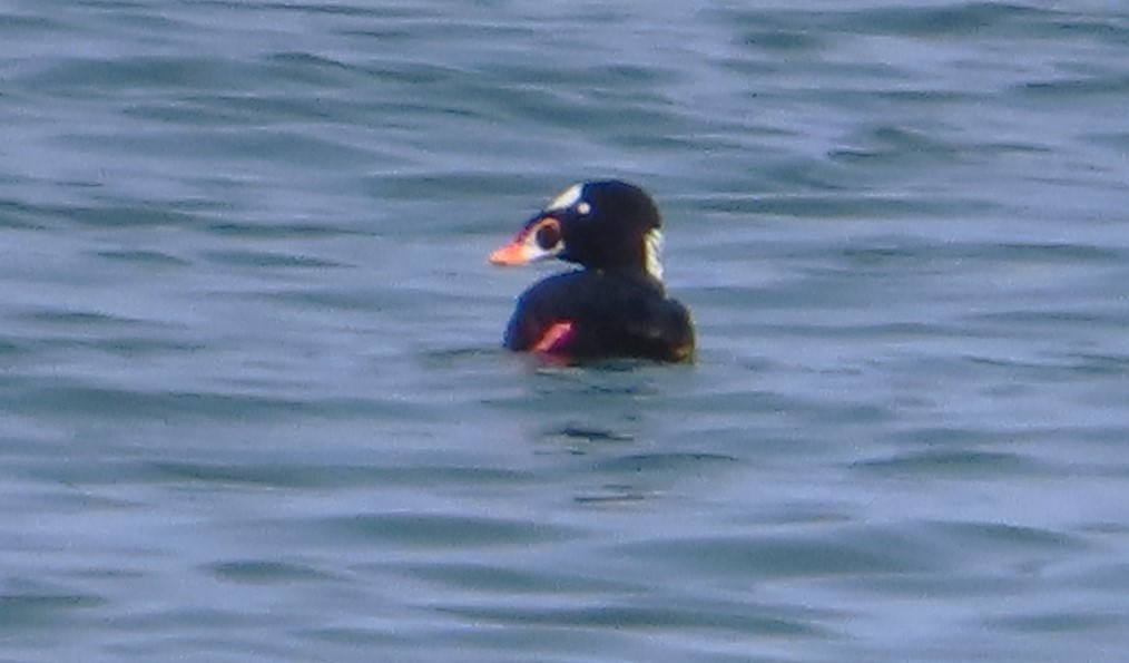 Surf Scoter - Claire Weiser