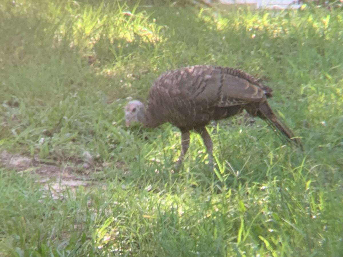 Wild Turkey - ML607003941