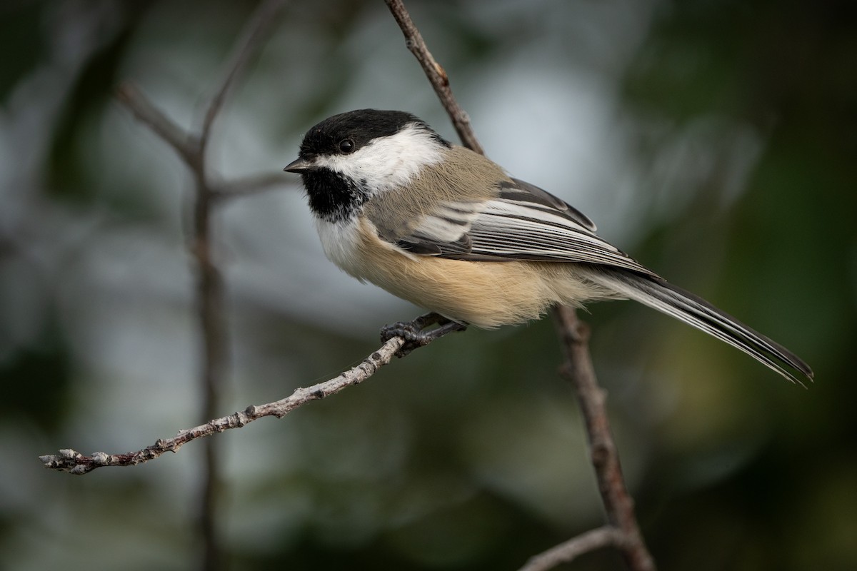 Black-capped Chickadee - ML607004171