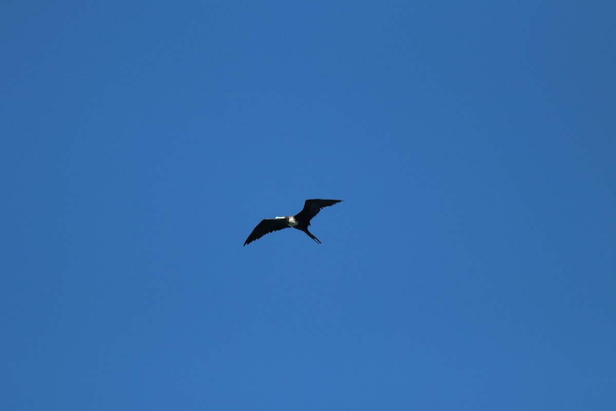 Magnificent Frigatebird - ML607004331