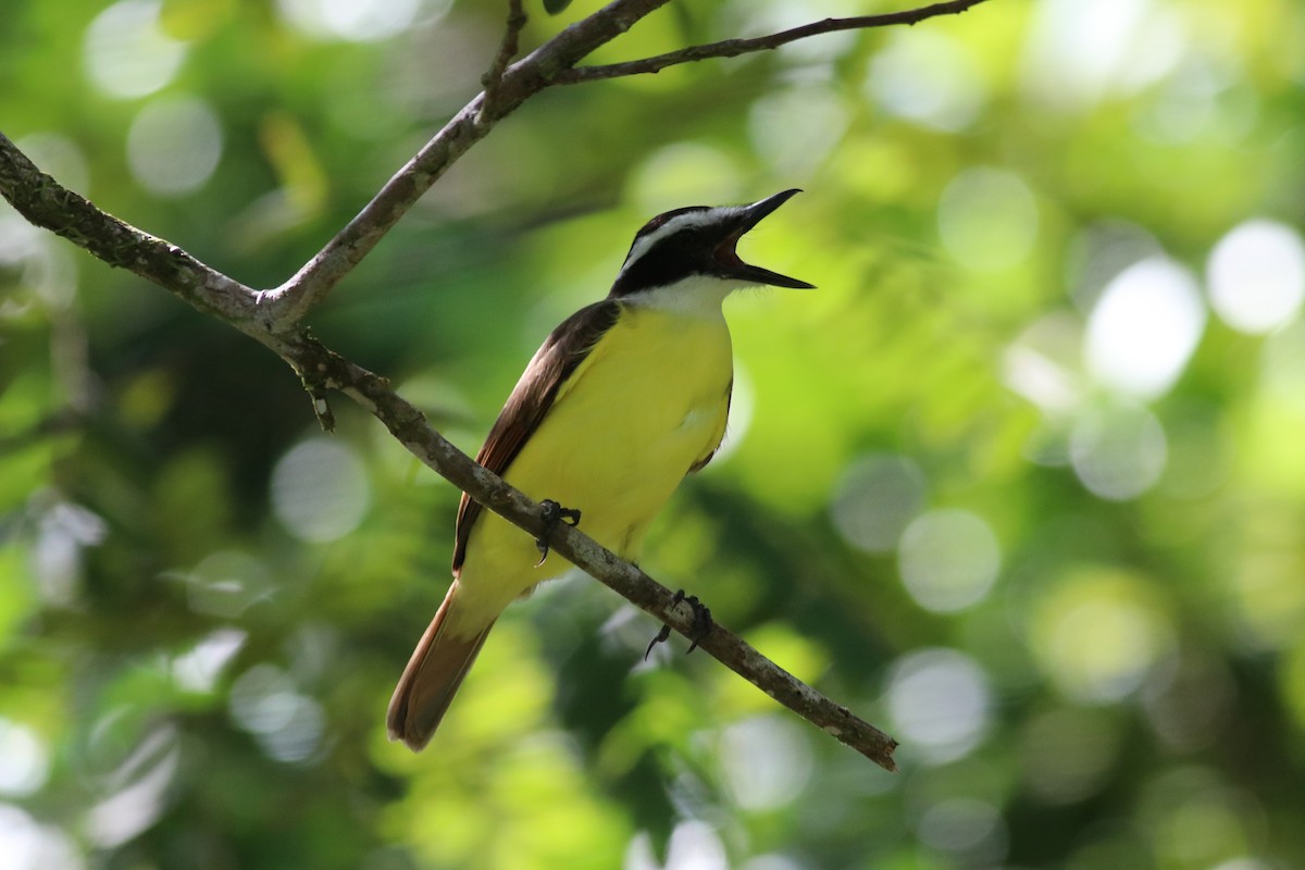 Great Kiskadee - ML607004421