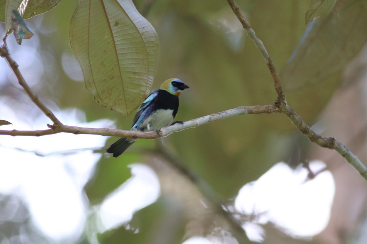 Golden-hooded Tanager - Eliza Wein