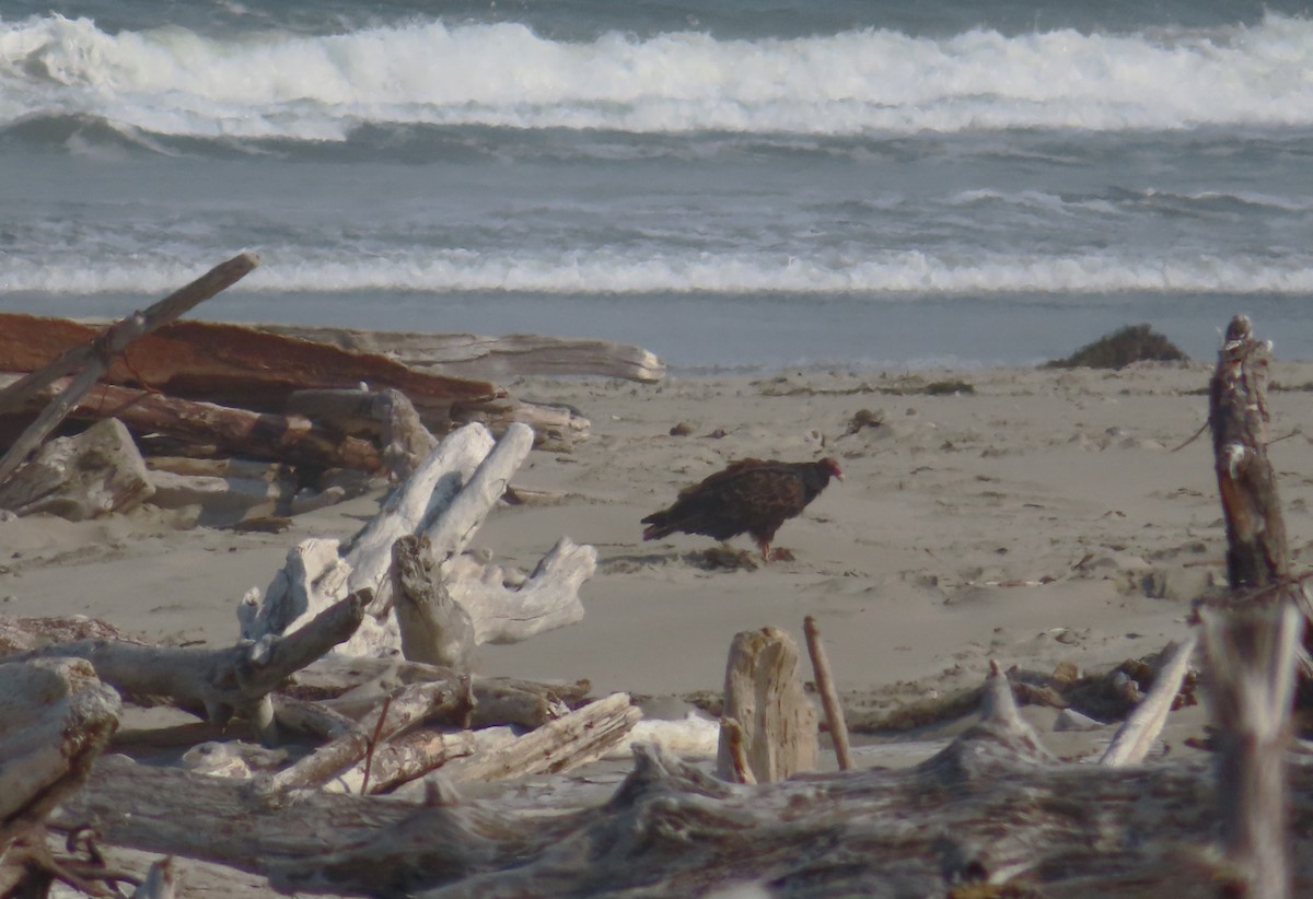 Turkey Vulture - ML607004851