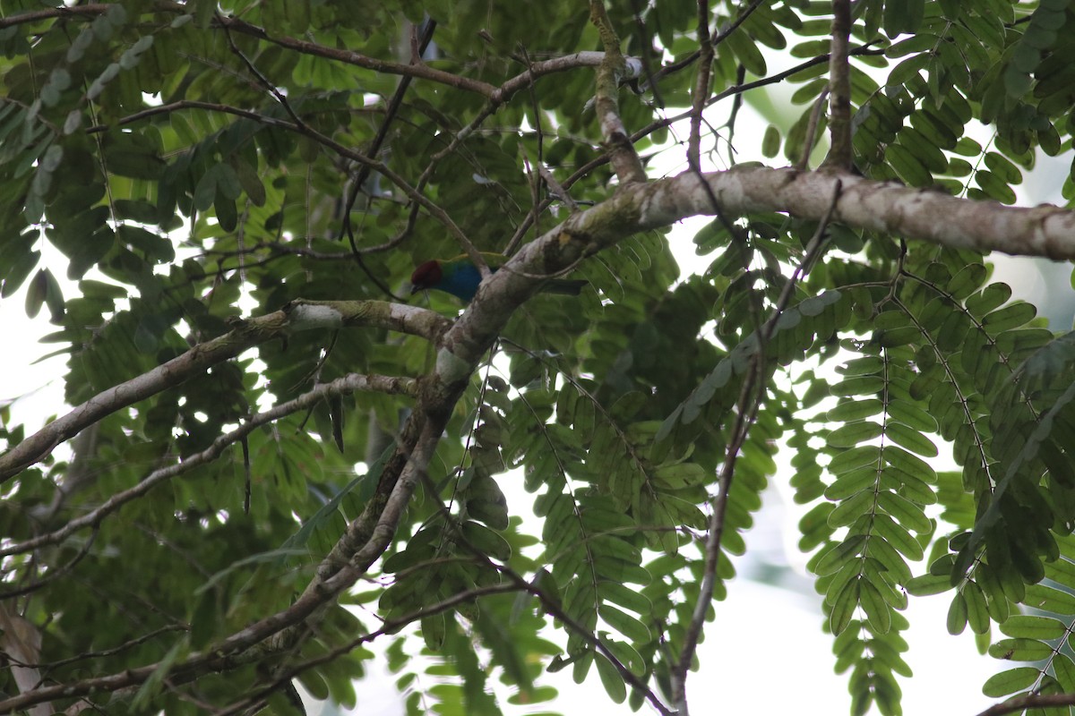 Bay-headed Tanager - Eliza Wein