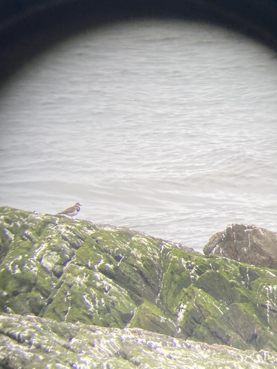 Ruddy Turnstone - ML607005261