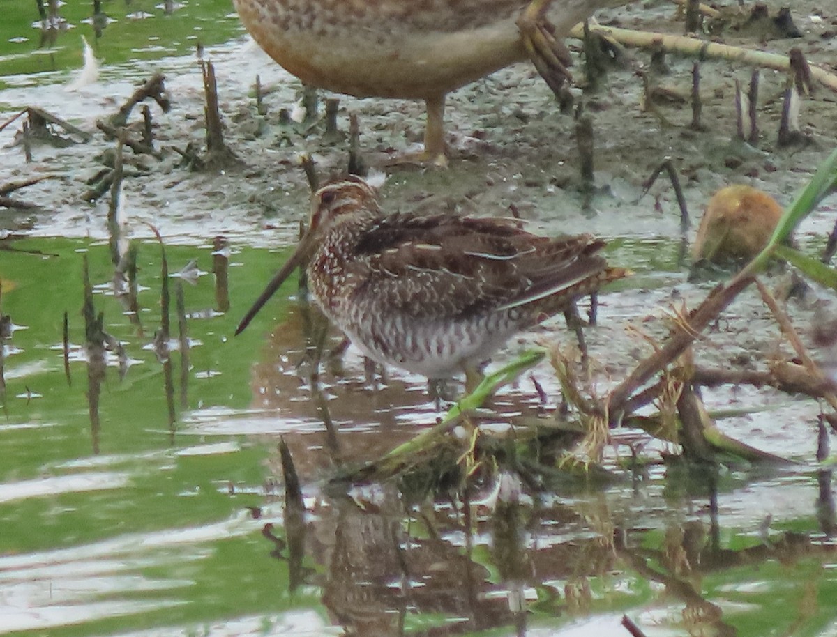 Wilson's Snipe - Lori Arent