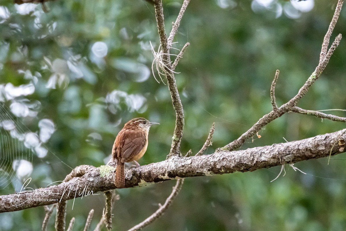 Carolina Wren - ML607006301