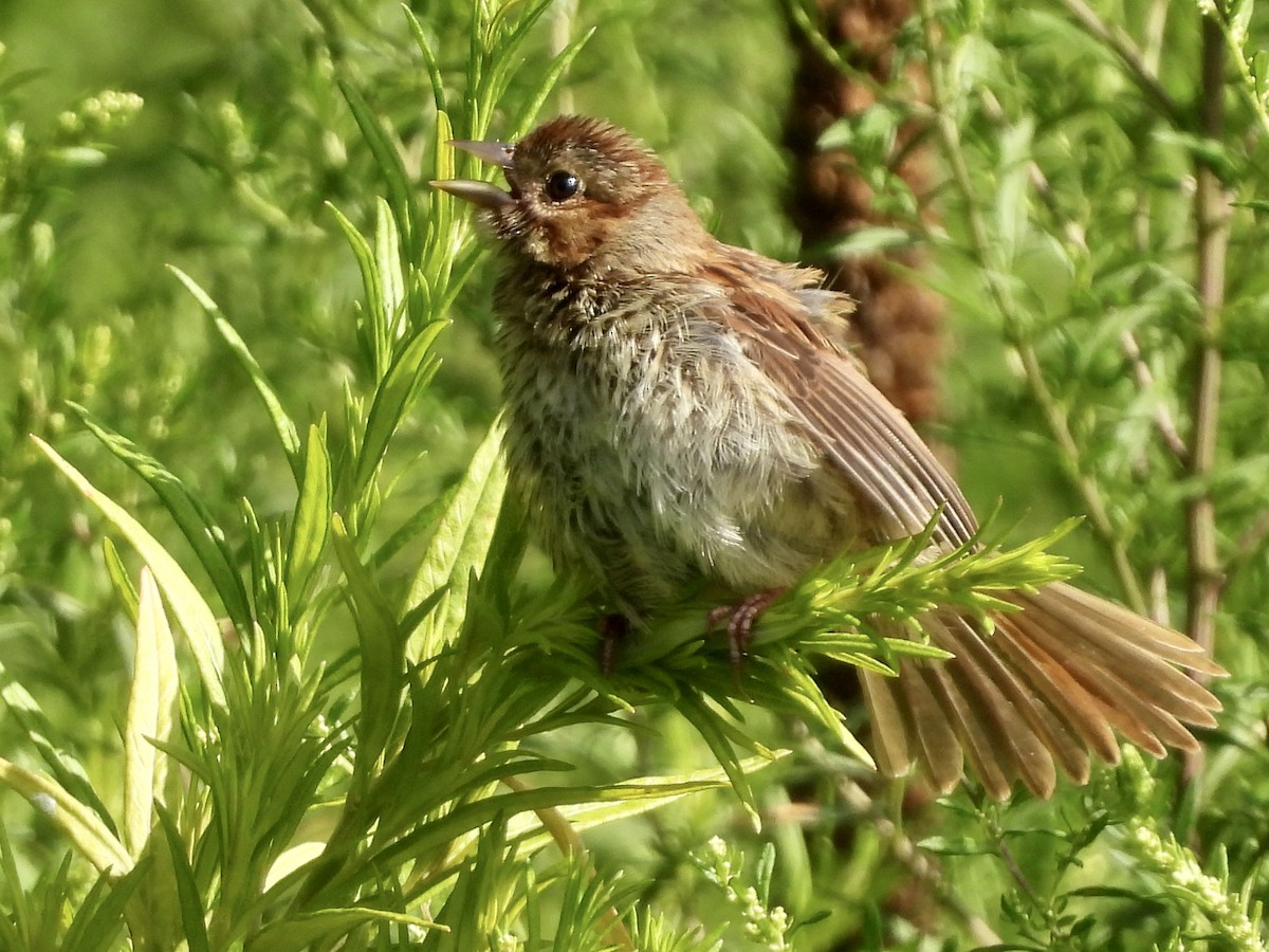 Song Sparrow - ML607006951