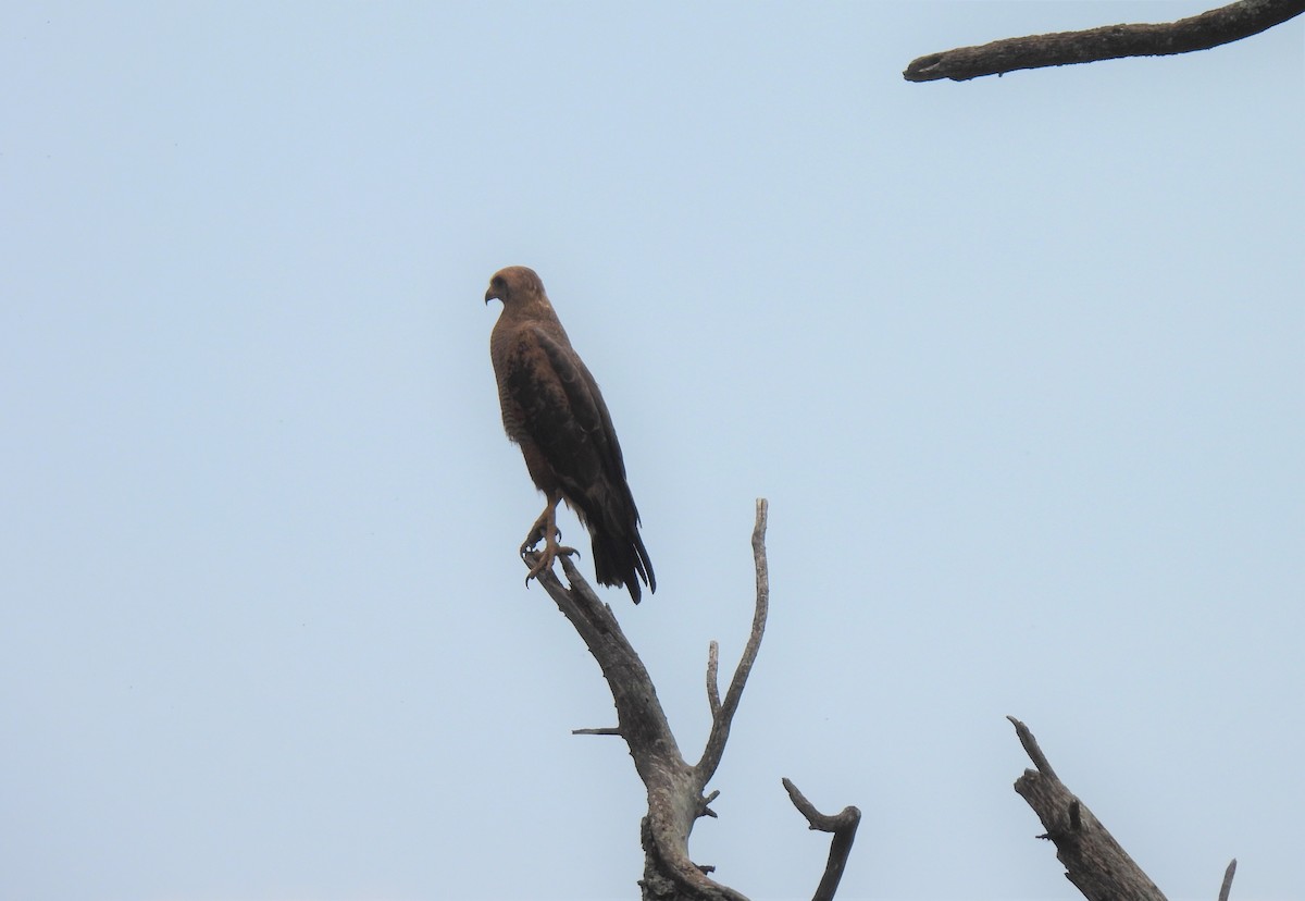 Savanna Hawk - ML607007291