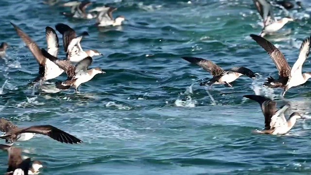 Great Shearwater - ML607007491