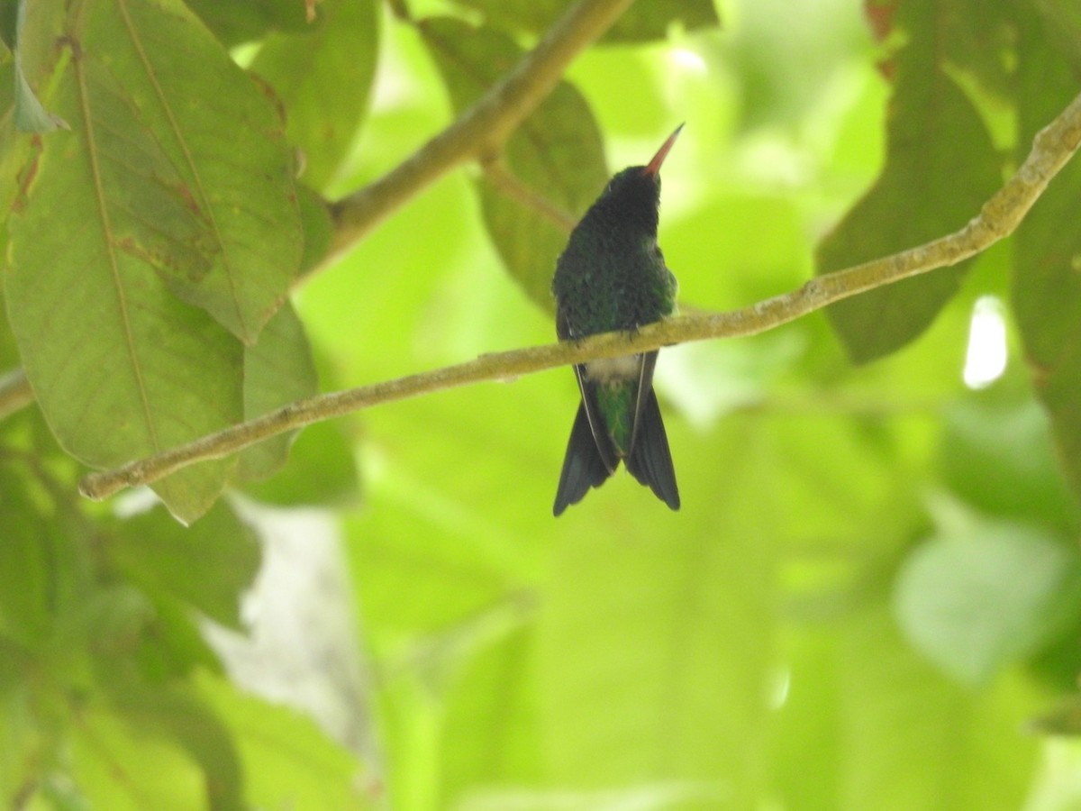 Shining-green Hummingbird - Ayde Solarte