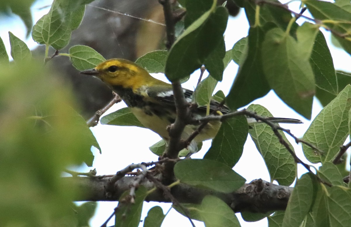 Black-throated Green Warbler - Randy Hesford