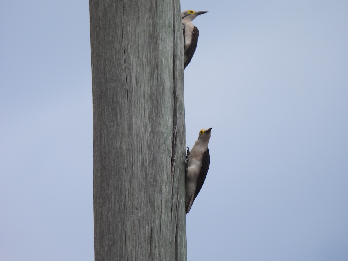 White Woodpecker - ML607007661