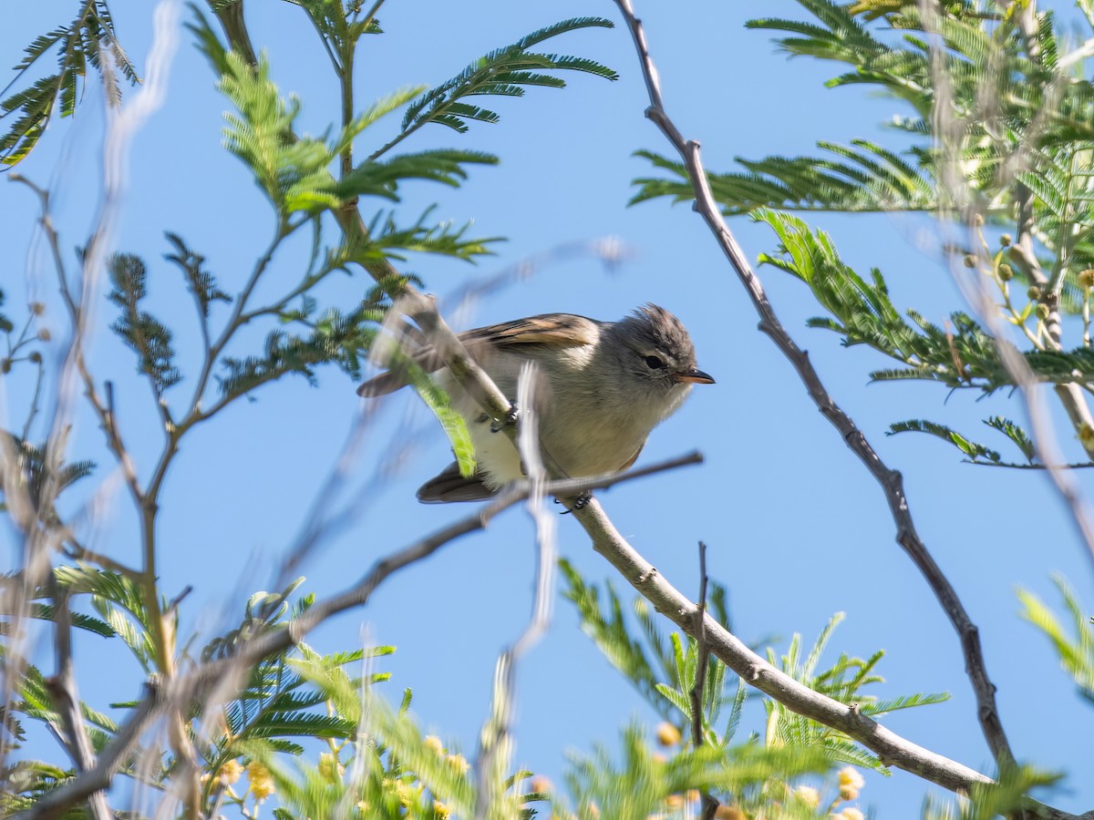 Southern Beardless-Tyrannulet - Santiago Chávez