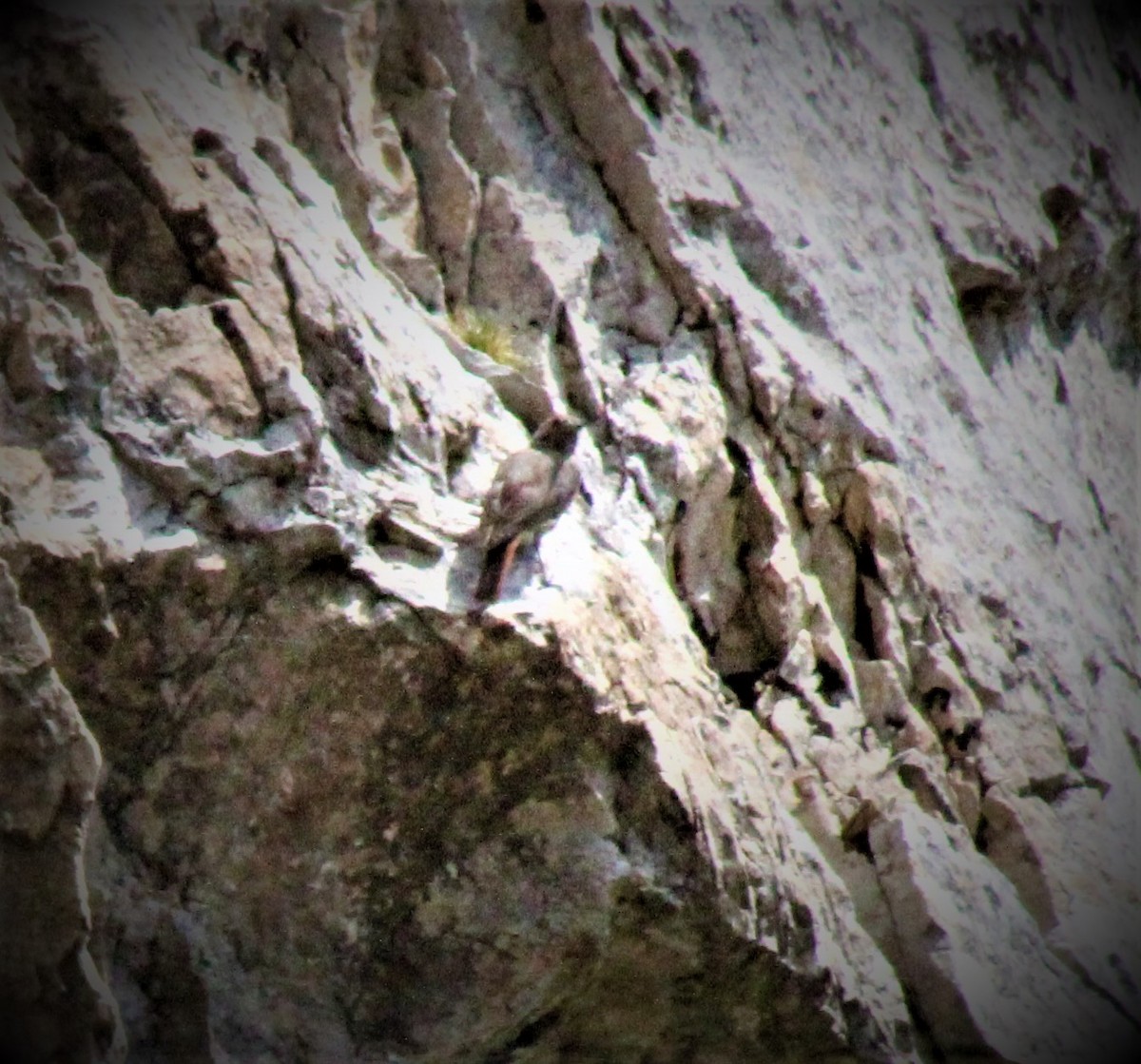 Rufous-tailed Rock-Thrush - Scott Atkinson