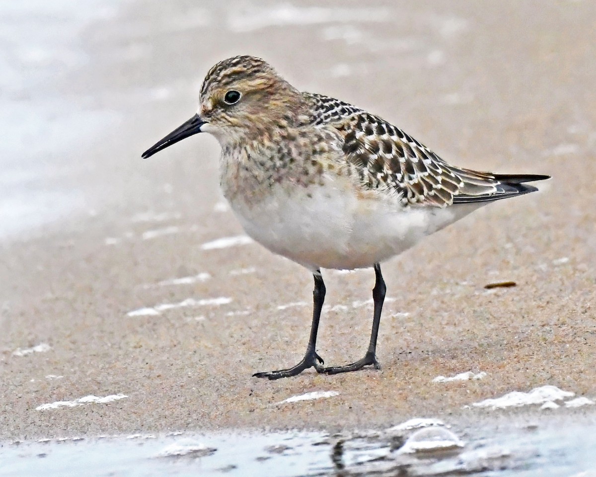 Baird's Sandpiper - Gary Nelkie