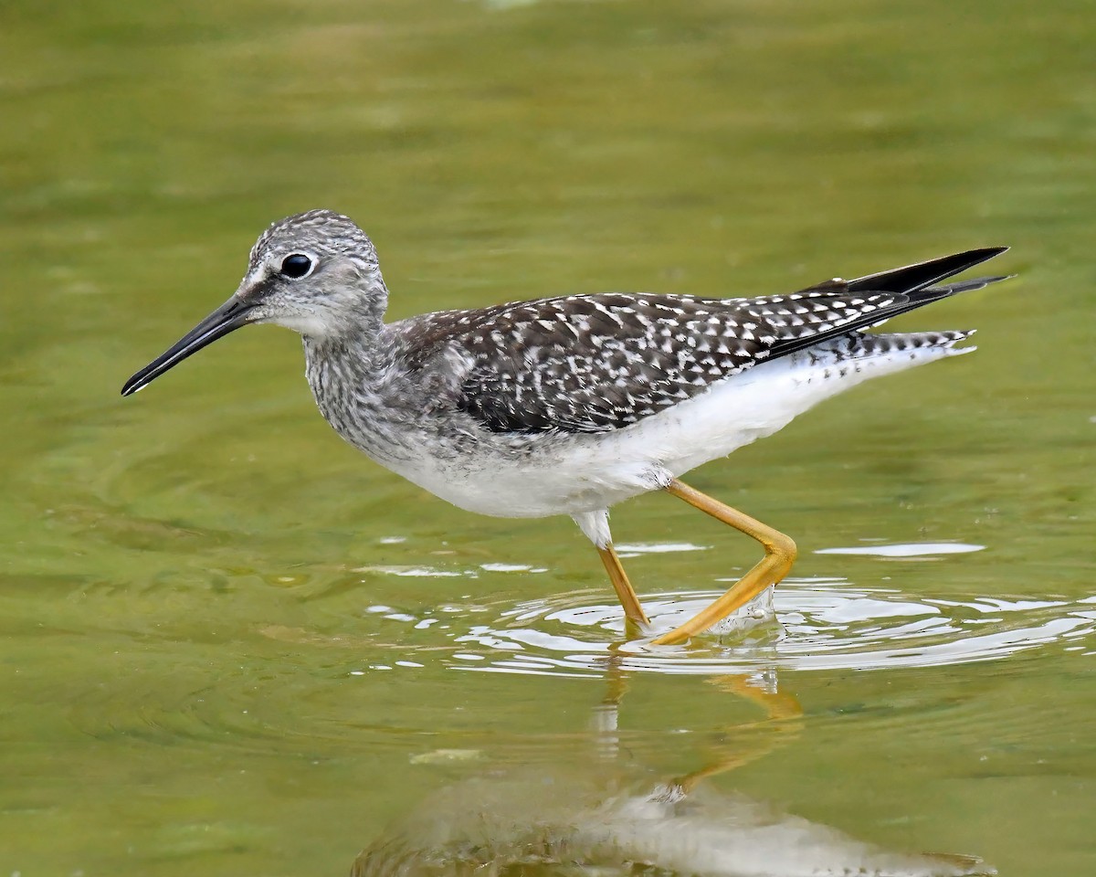 Lesser Yellowlegs - Gary Nelkie