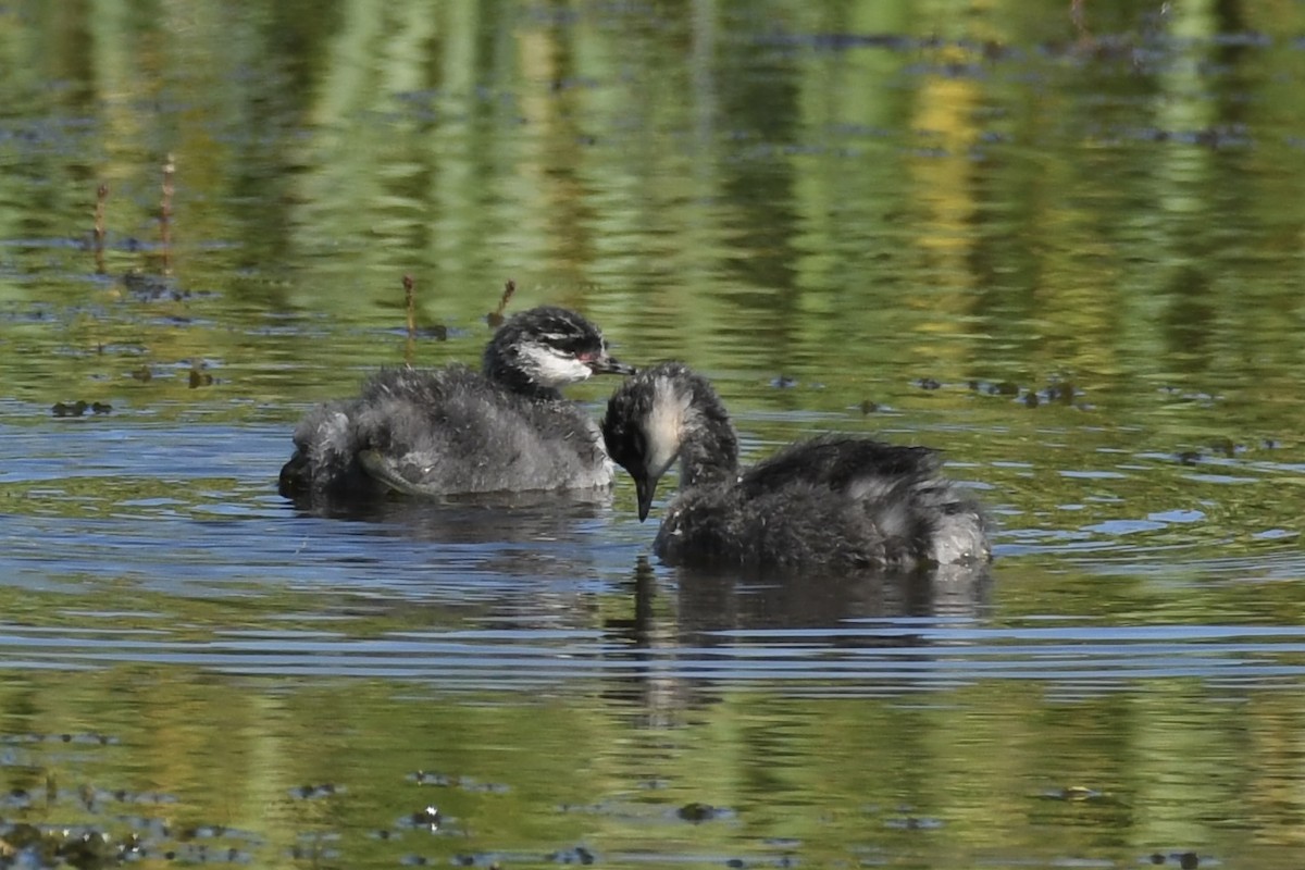 Eared Grebe - ML607008561