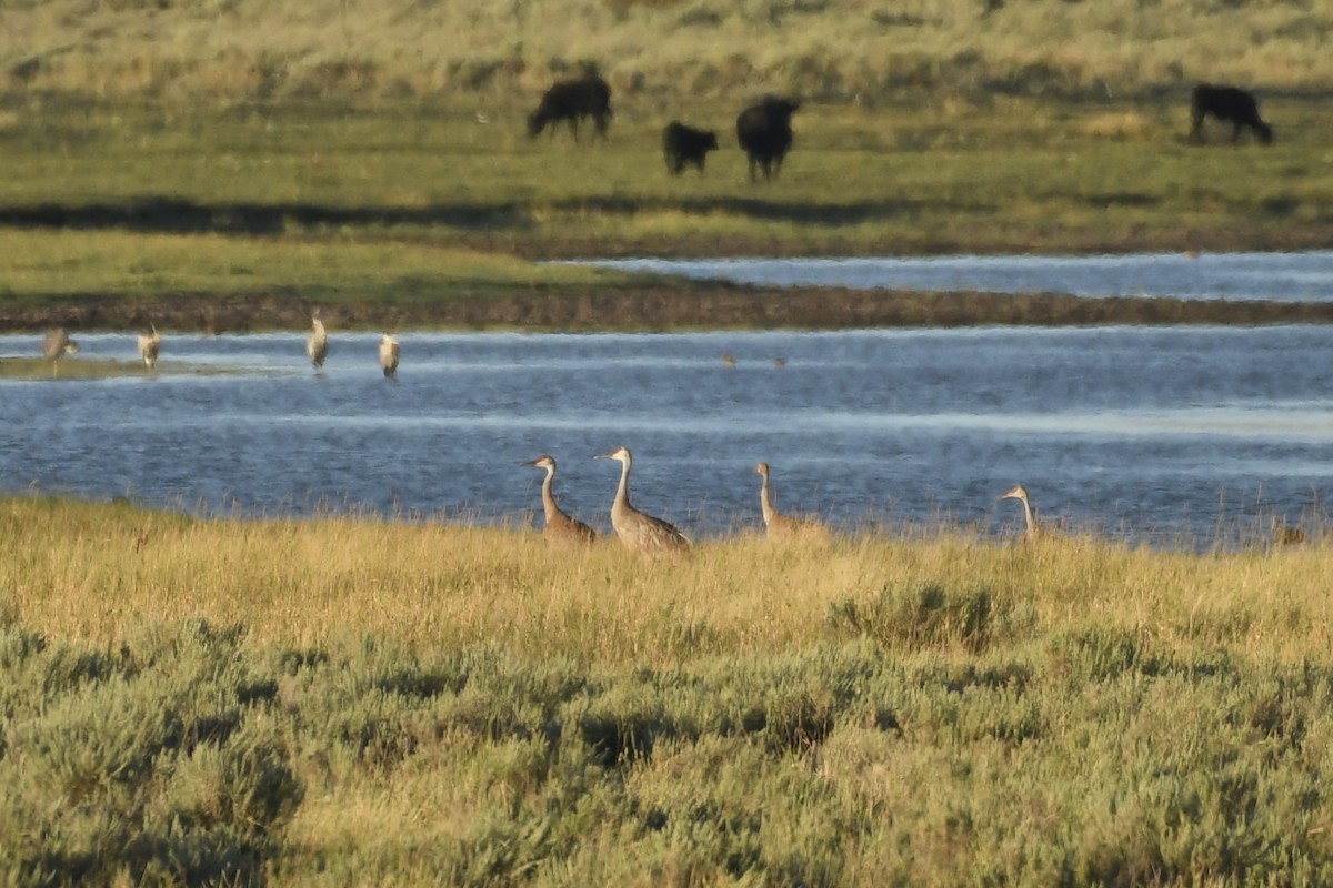 Sandhill Crane - ML607008601